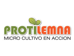 Protilemna